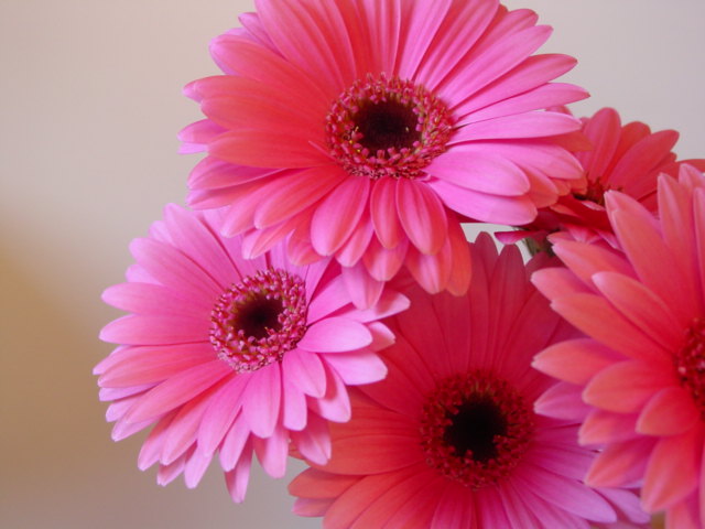 DSC06465.JPG
